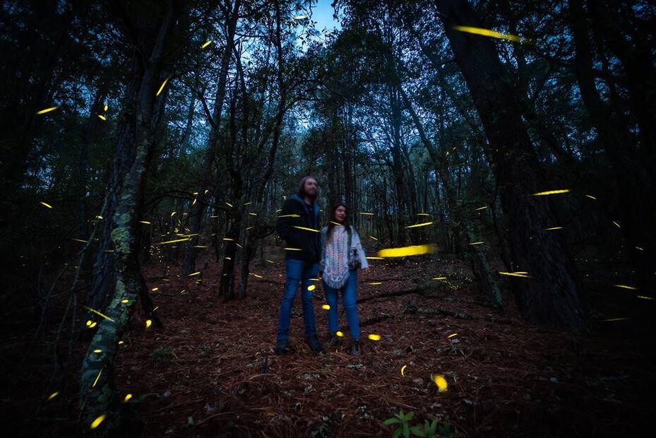 Foto: Canto del Bosque